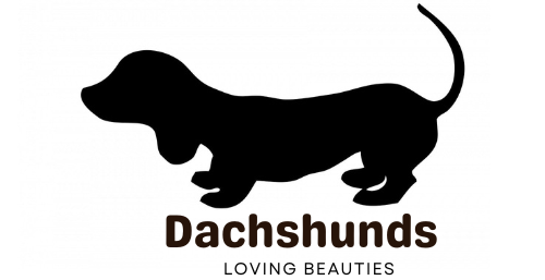 LONG HAIR MINIATURE DACHSHUNDS 